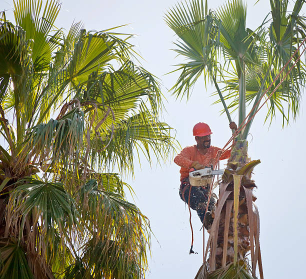 Dead Tree Removal in Pine Hills, FL